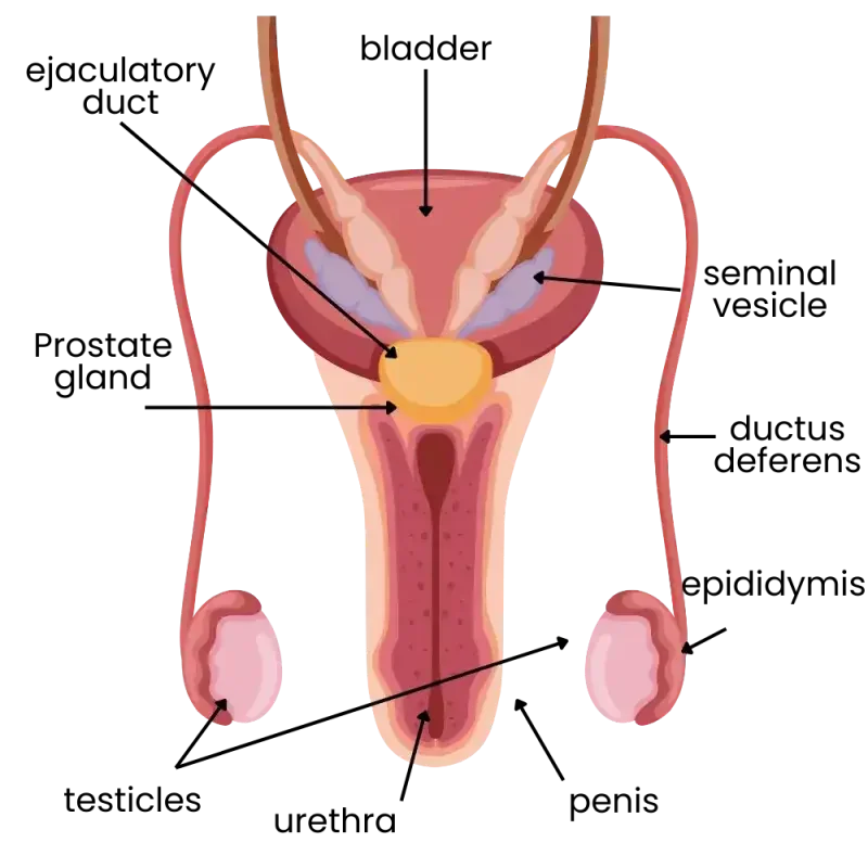 Male reproductive system